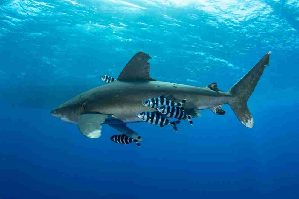 Do sharks eat pilot fish