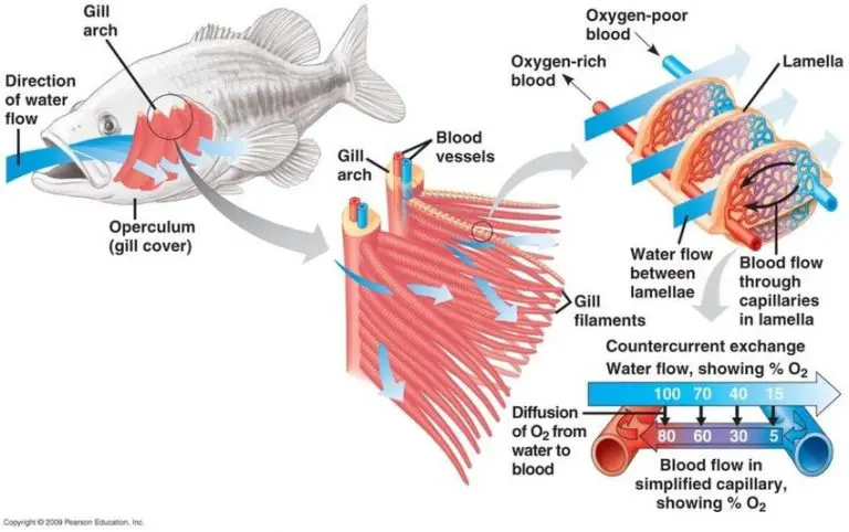 How do fish breathe