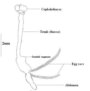 Lernaea Diagram