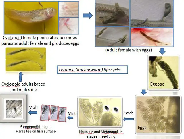 Lernaea-anchor-worms-life-cycle