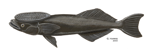 Remora Fish