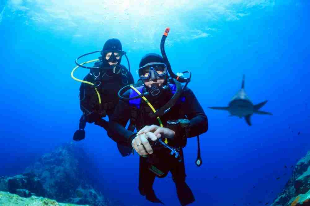 Sharks Attracted To Blood Or Urine