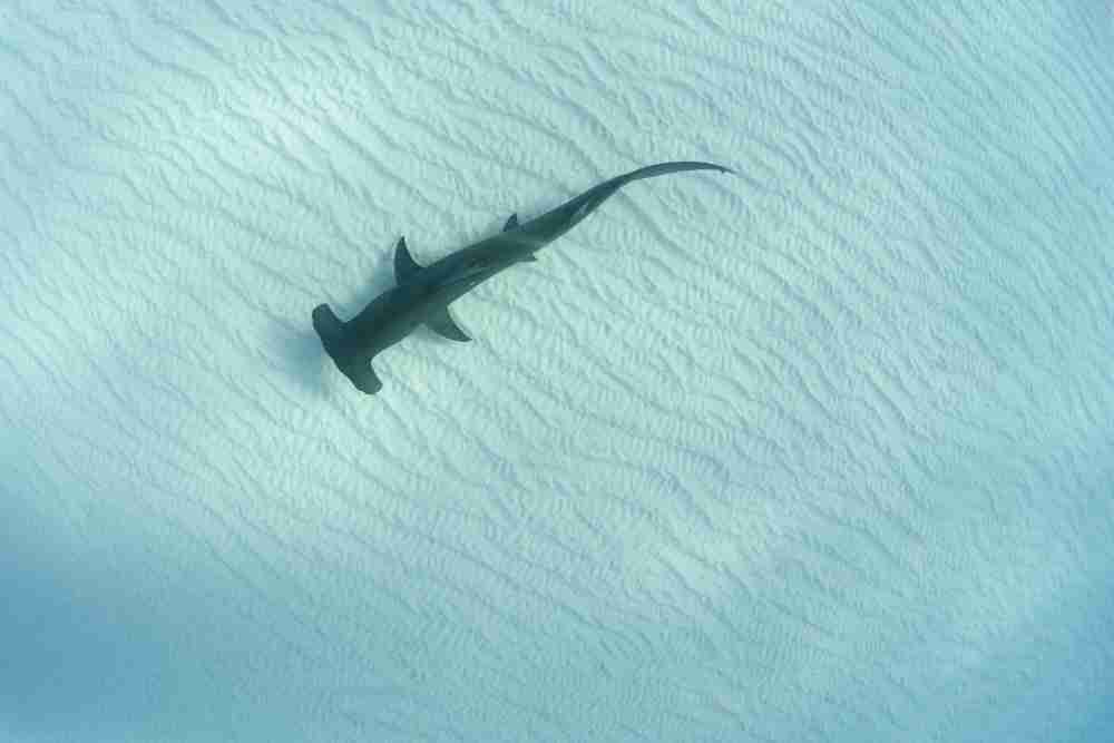 Do Sharks Come Close To Shore? Fish Article