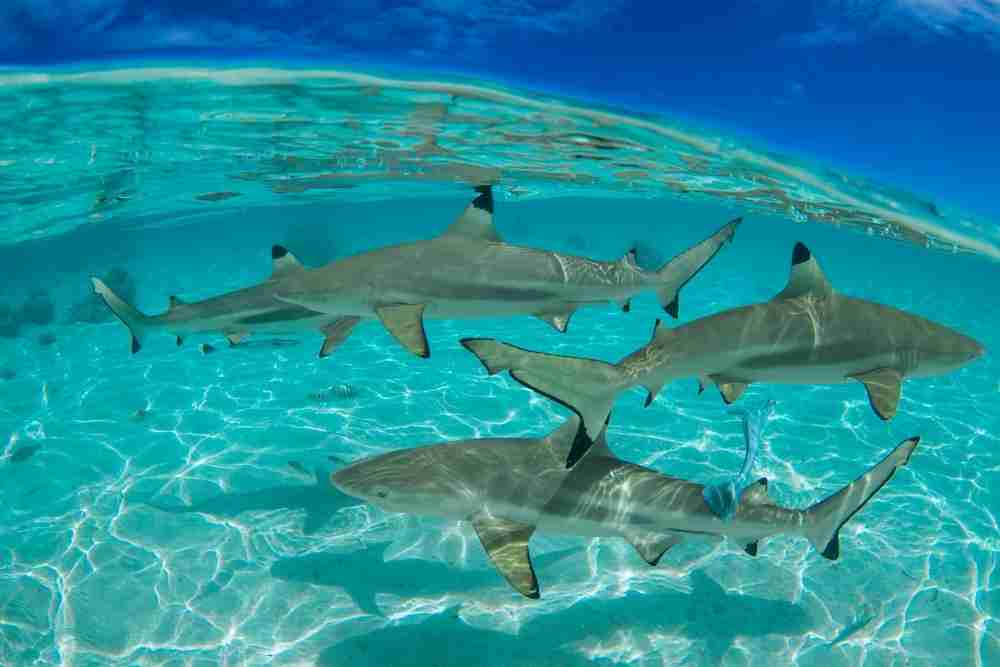 Sharks Like Cold or Warm Water