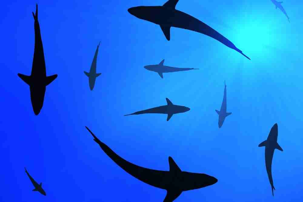 Sharks Travel In Groups Or Alone