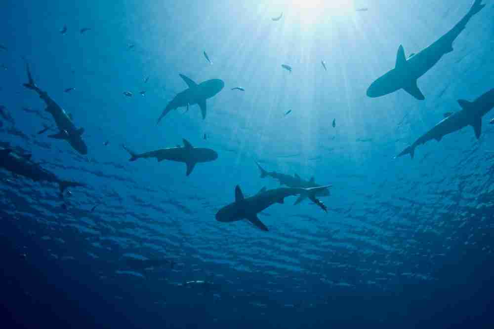 When Are Sharks Most Active