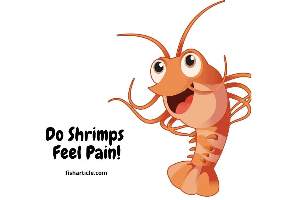 Do Shrimps Feel Pain