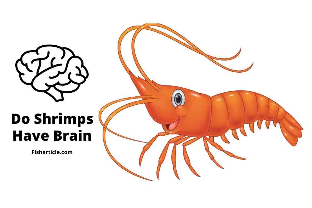 Do shrimps have brain