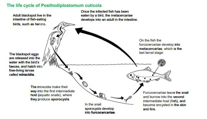 Life Cycle of Posthodiplostomum cuticola