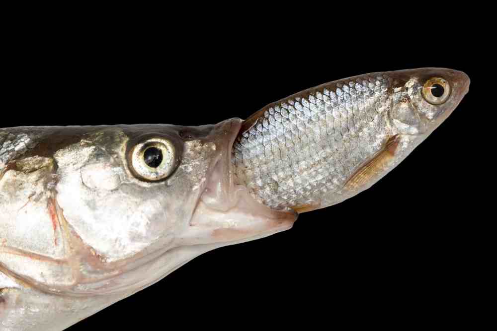 What Do Fish Eat? - Fish Article