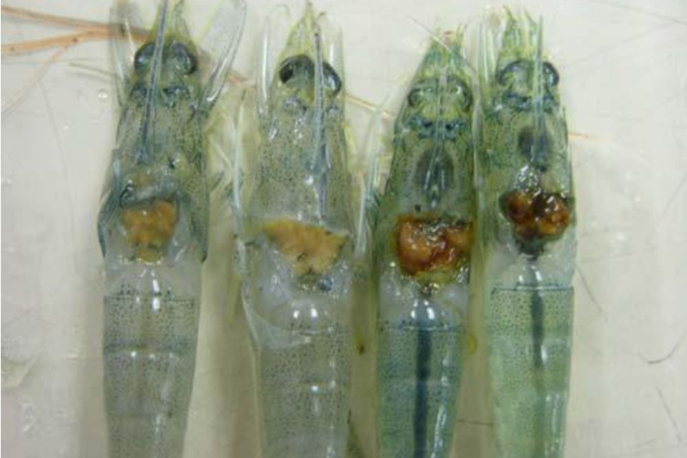 Yellow Head Disease of Shrimp
