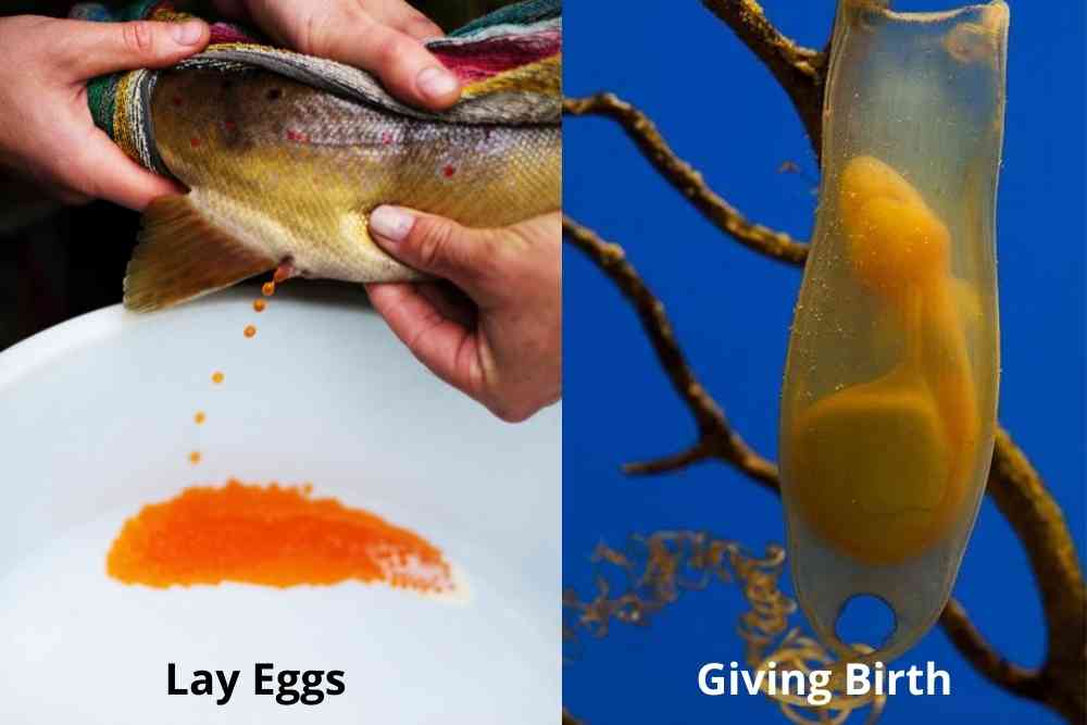 Do Fish Lay Eggs Or Give Birth? - Fish Article