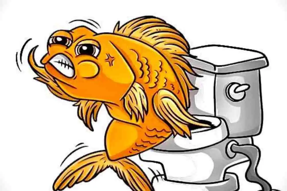 Do Fish Pee & Poop