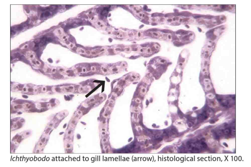 Ichthyobodo in gill lamellar