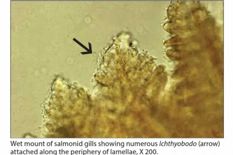 Ichthyobodosis (Costiasis): Causes, Symptoms & Treatment - Fish Article