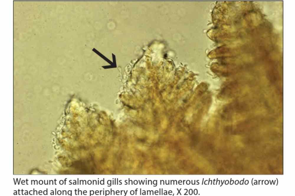 Ichthyobodo in salmon gill