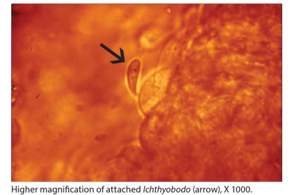 Ichthyobodo