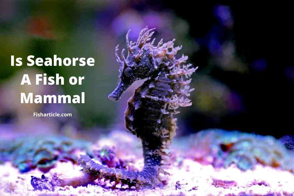 Is seahorse a fish or mammal