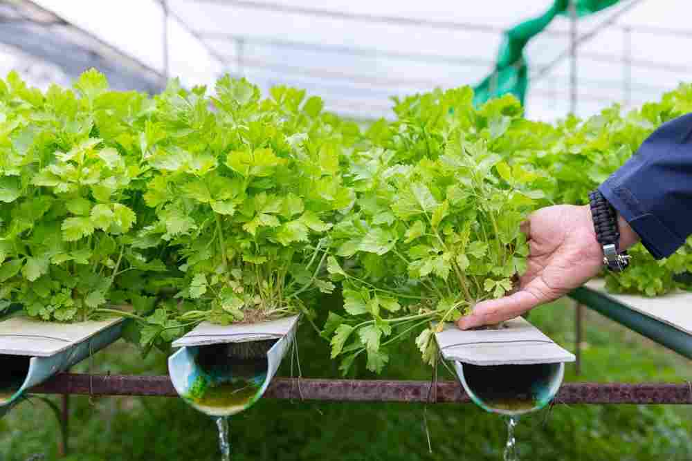 Aquaponics Nutrients