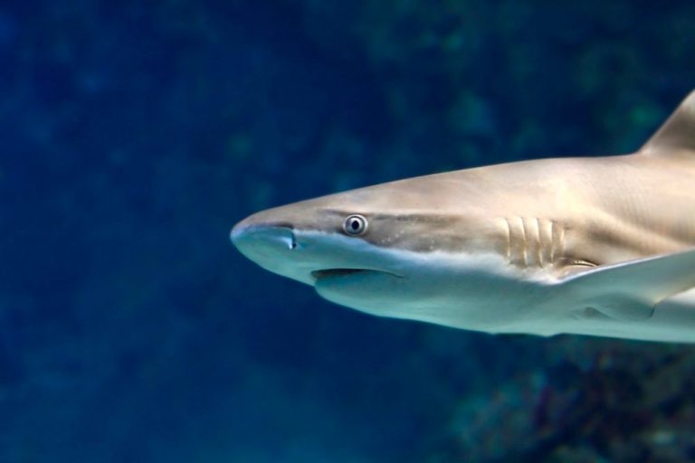 Can Sharks Live in Freshwater