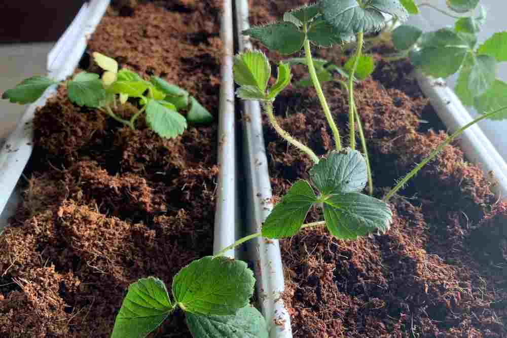 Do Aquaponics Systems Need Fertilizer