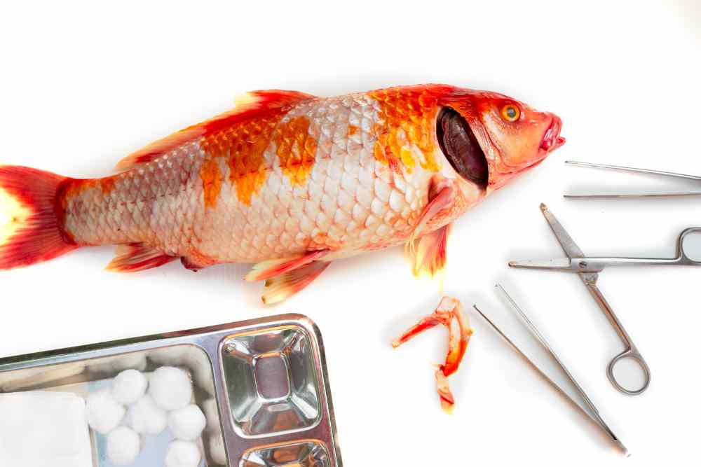 Fish Disease Diagnosis