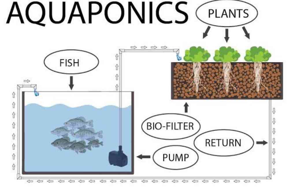 Types Of Aquaponics Systems