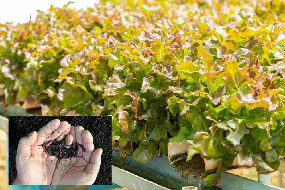 Worms in Aquaponics