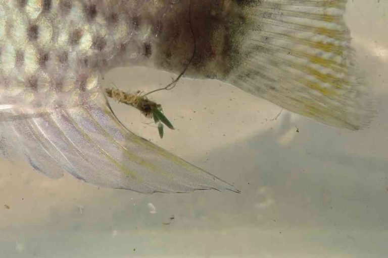 Anchor Worms In Fish Causes, Signs & Treatment Fish Article