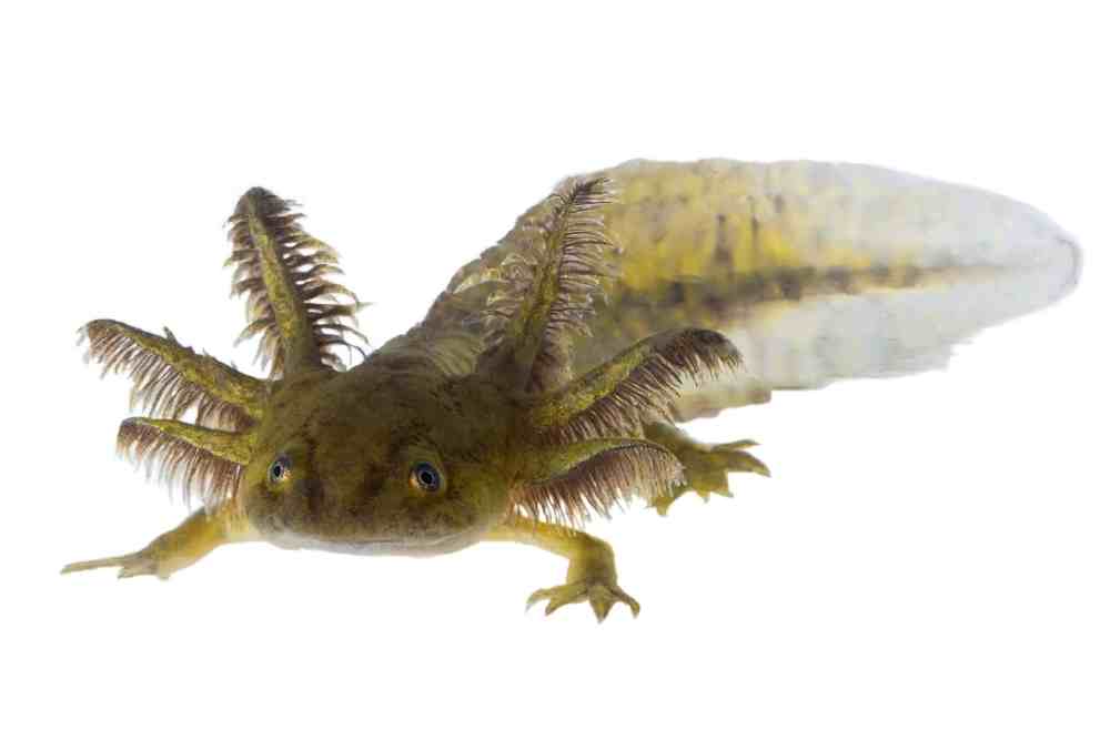 Are Axolotls Poisonous To Human