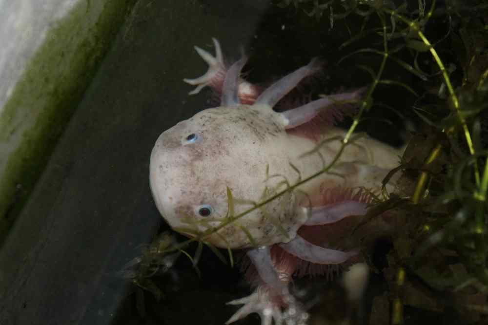 Can Axolotls Breathe Air