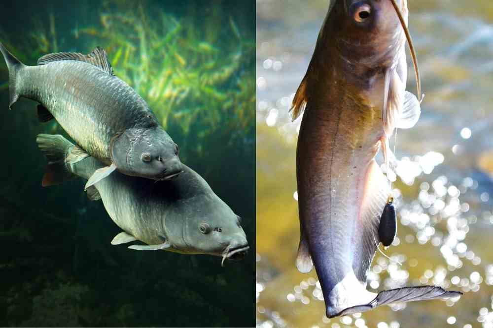 Carp Vs Catfish