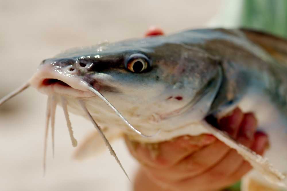 Channel Catfish Viral Disease