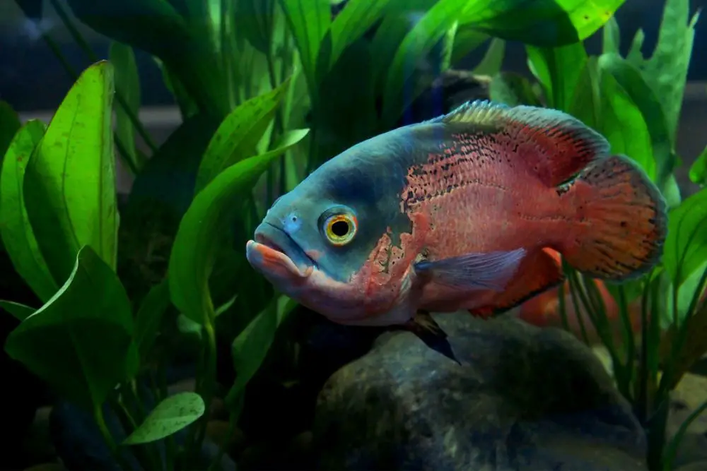 Fish Velvet Disease