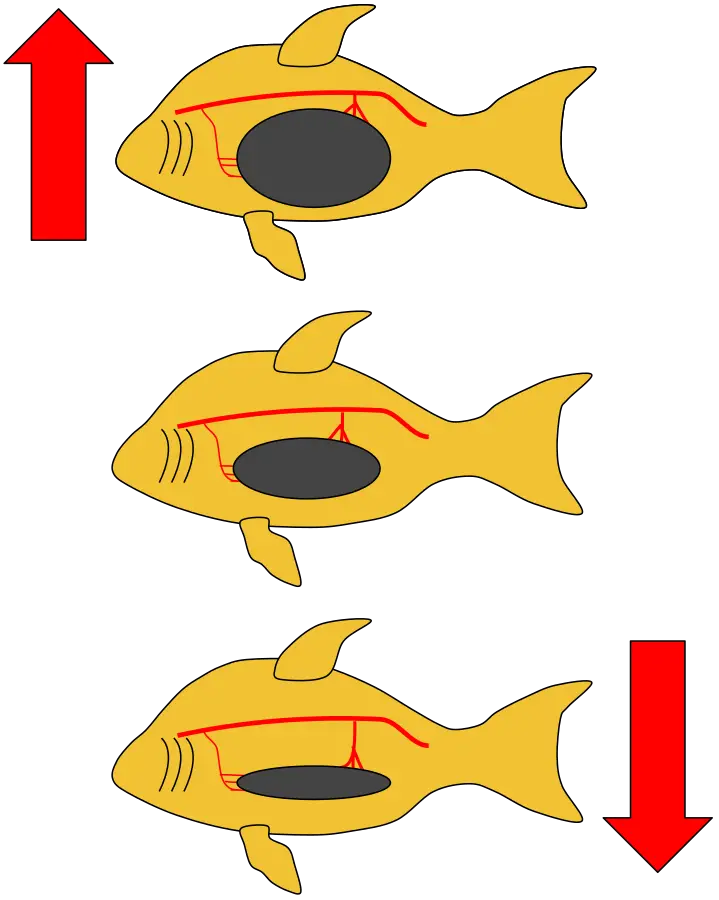 How does swim bladder work