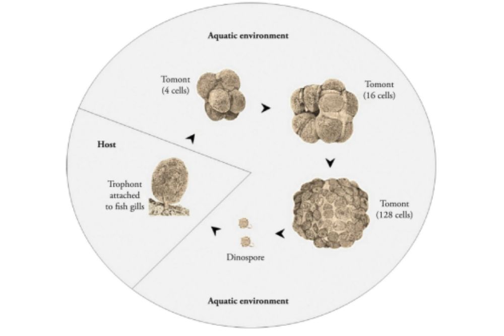 Life cycle of Amylodinium ocellatum