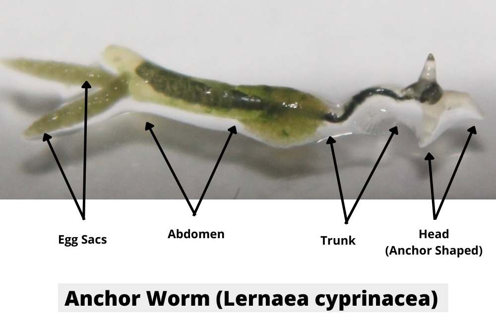 Picture of A Typical Anchor Worm Lernaea cyprinacea