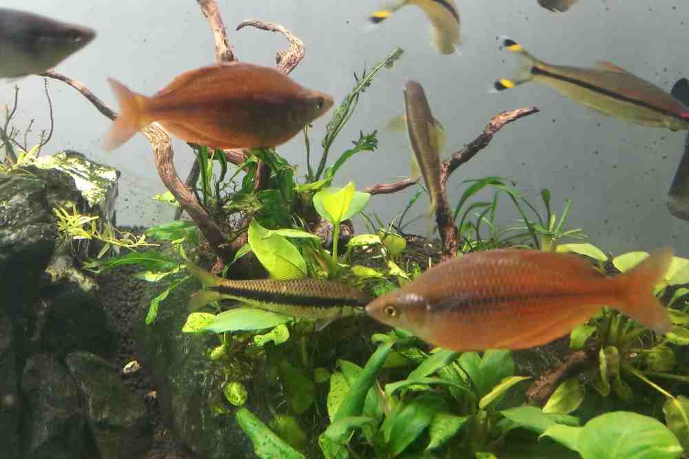 Rainbowfish Are Schooling Fish