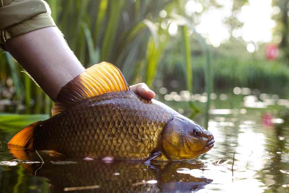 Spring Viremia of Carp