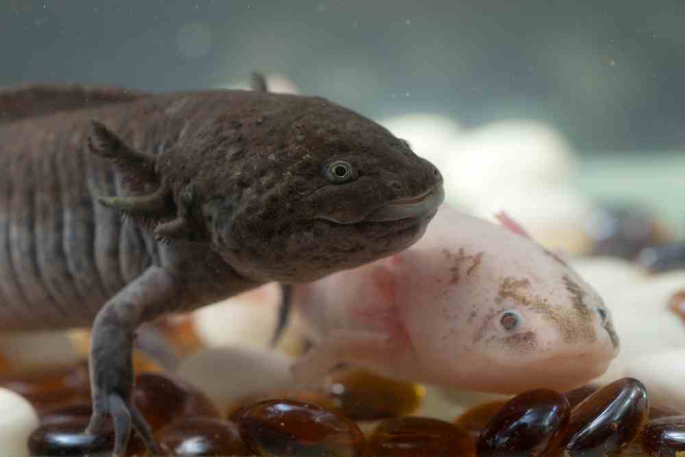 Are Axolotls Freshwater Or Saltwater Species