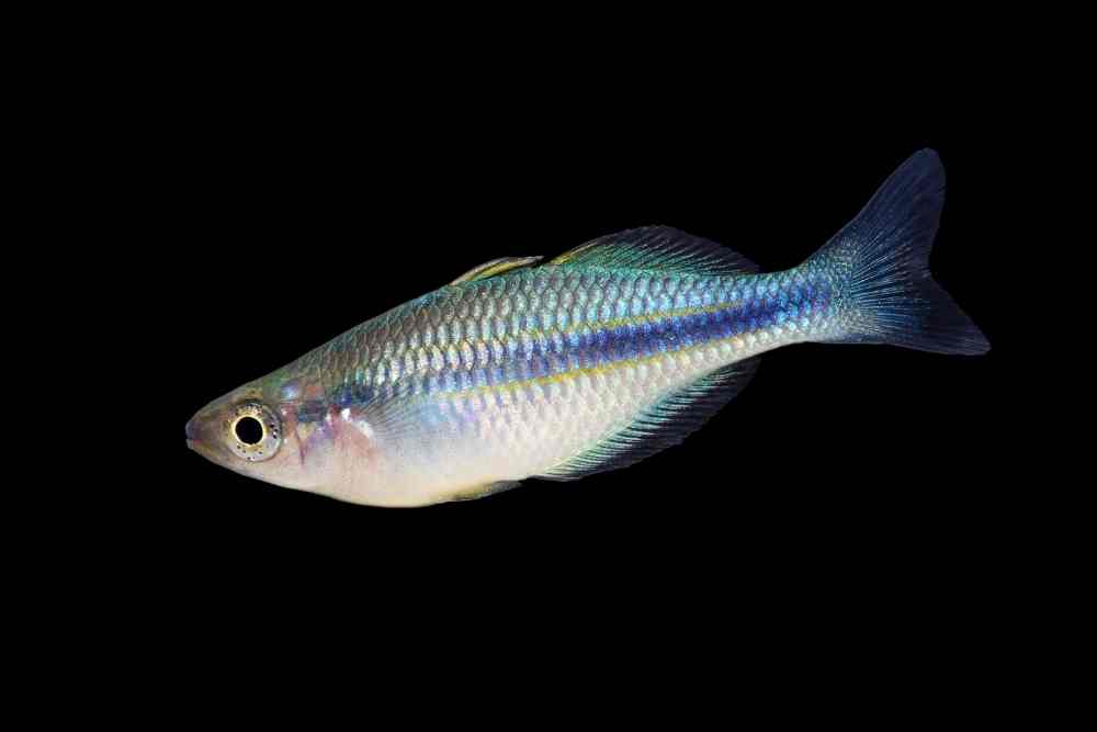 Are Rainbowfish Aggressive