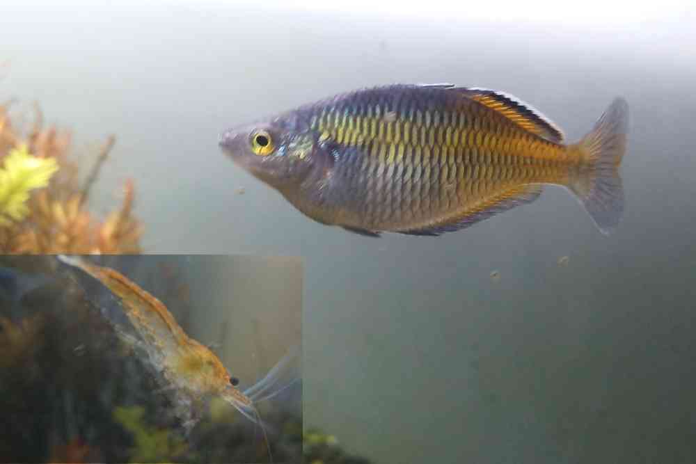 Can Rainbowfish Live With Shrimp
