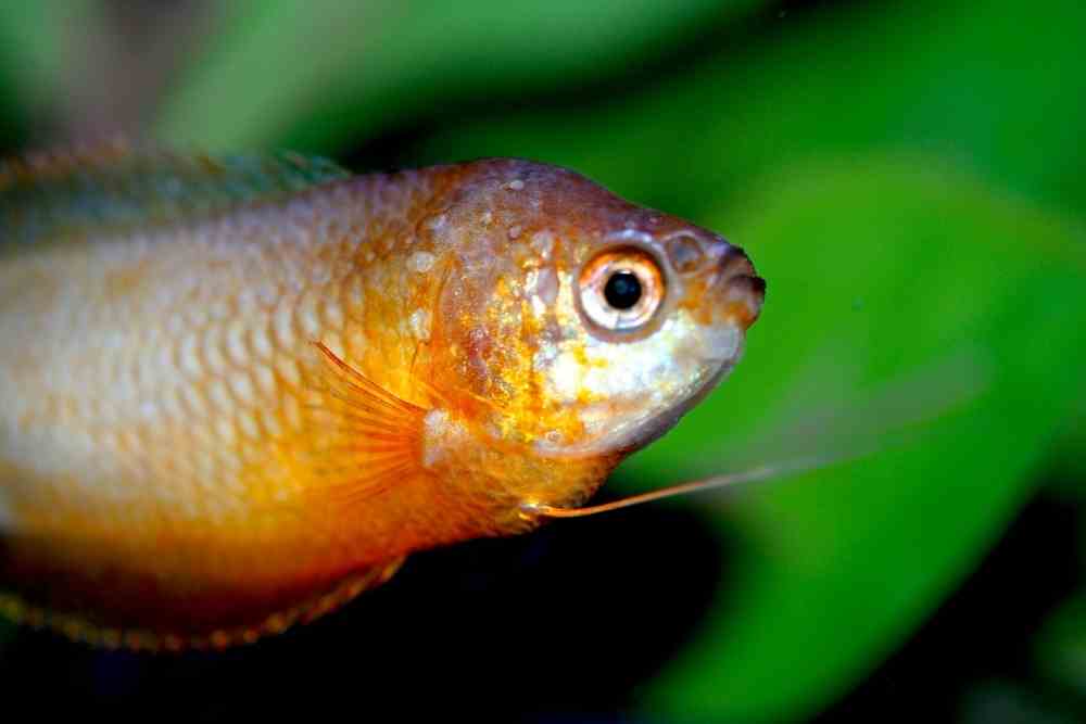 Dwarf Gourami Eating Shrimp