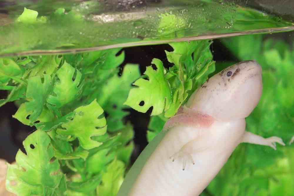 Water Parameters For Axolotls