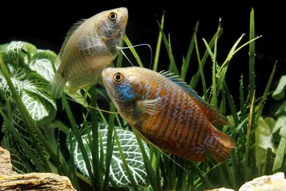 male vs female dwarf gourami