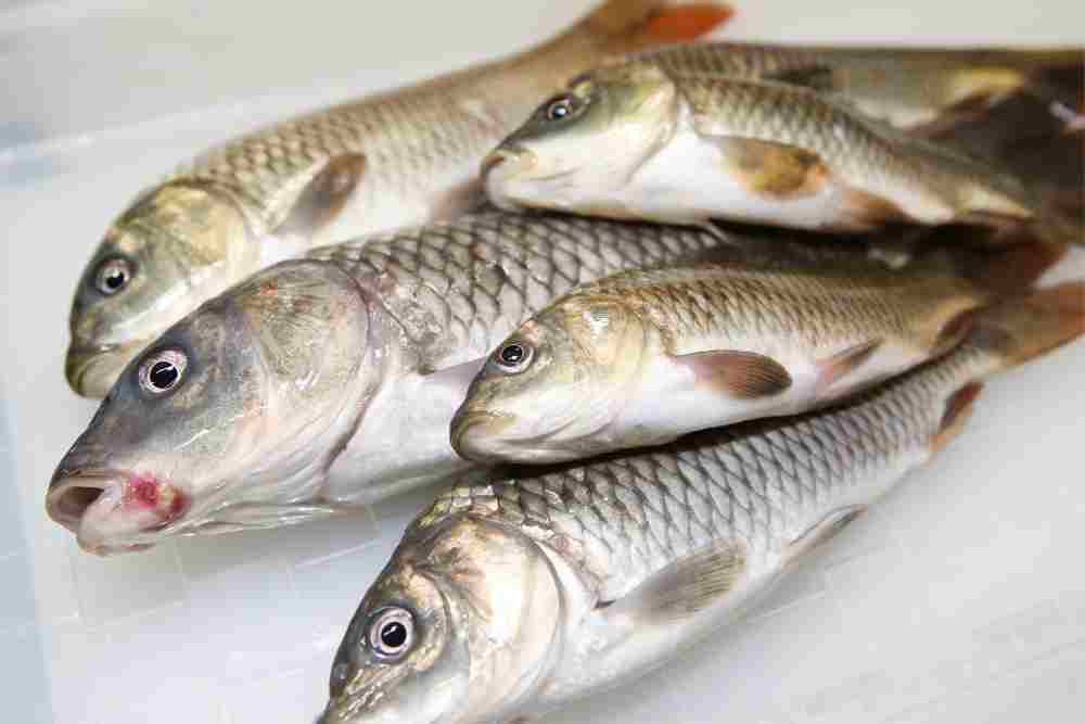 Benefits of Freshwater Fishes in Diet