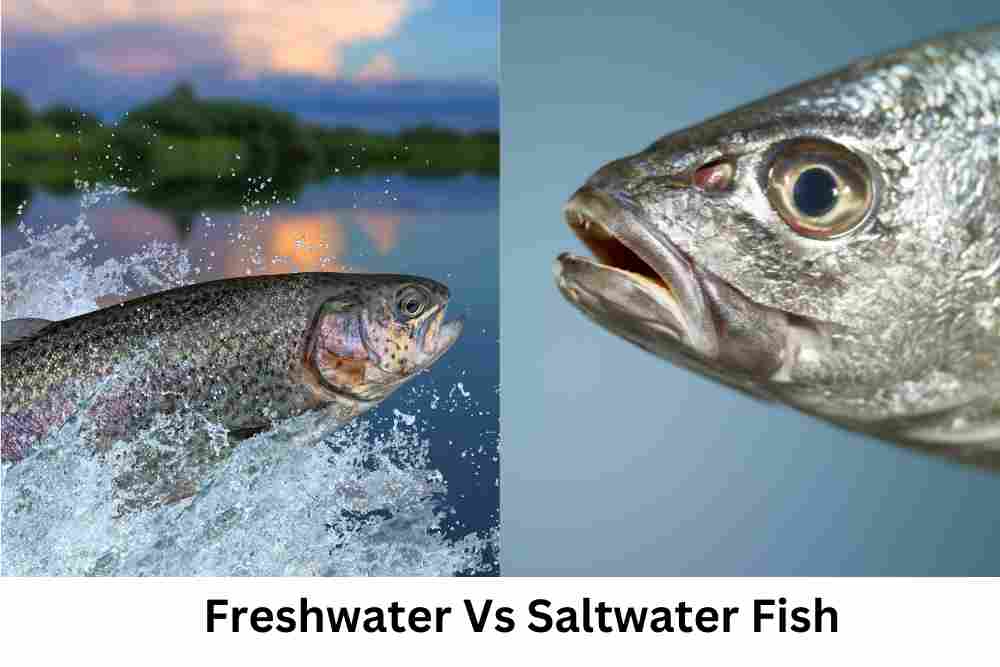 Freshwater Vs Saltwater Fish