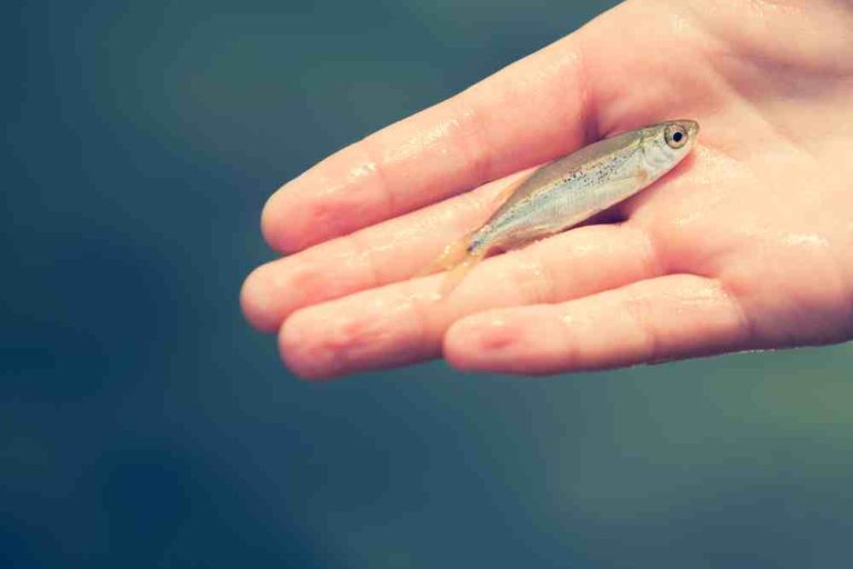 How To Hook A Minnow For Bass Fishing