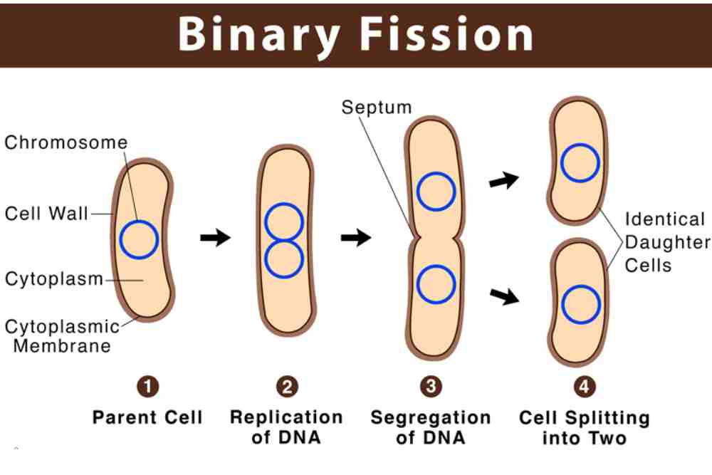 Binary fission