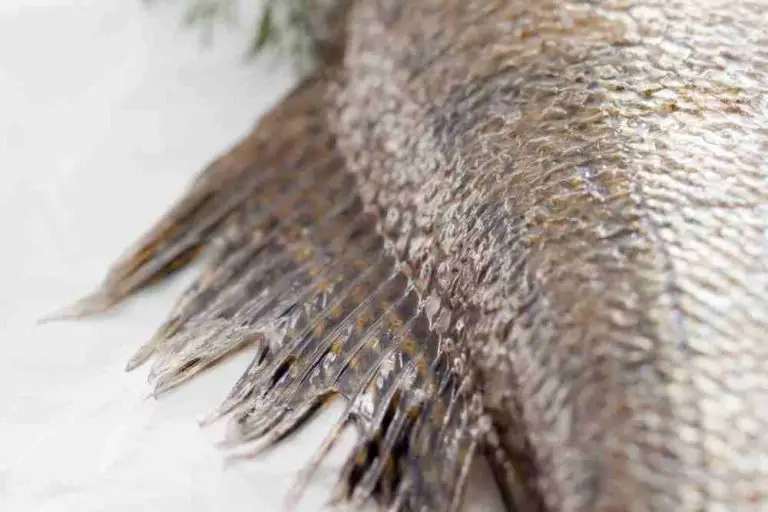 Fish Fins Types, Anatomy & Functions Fish Article